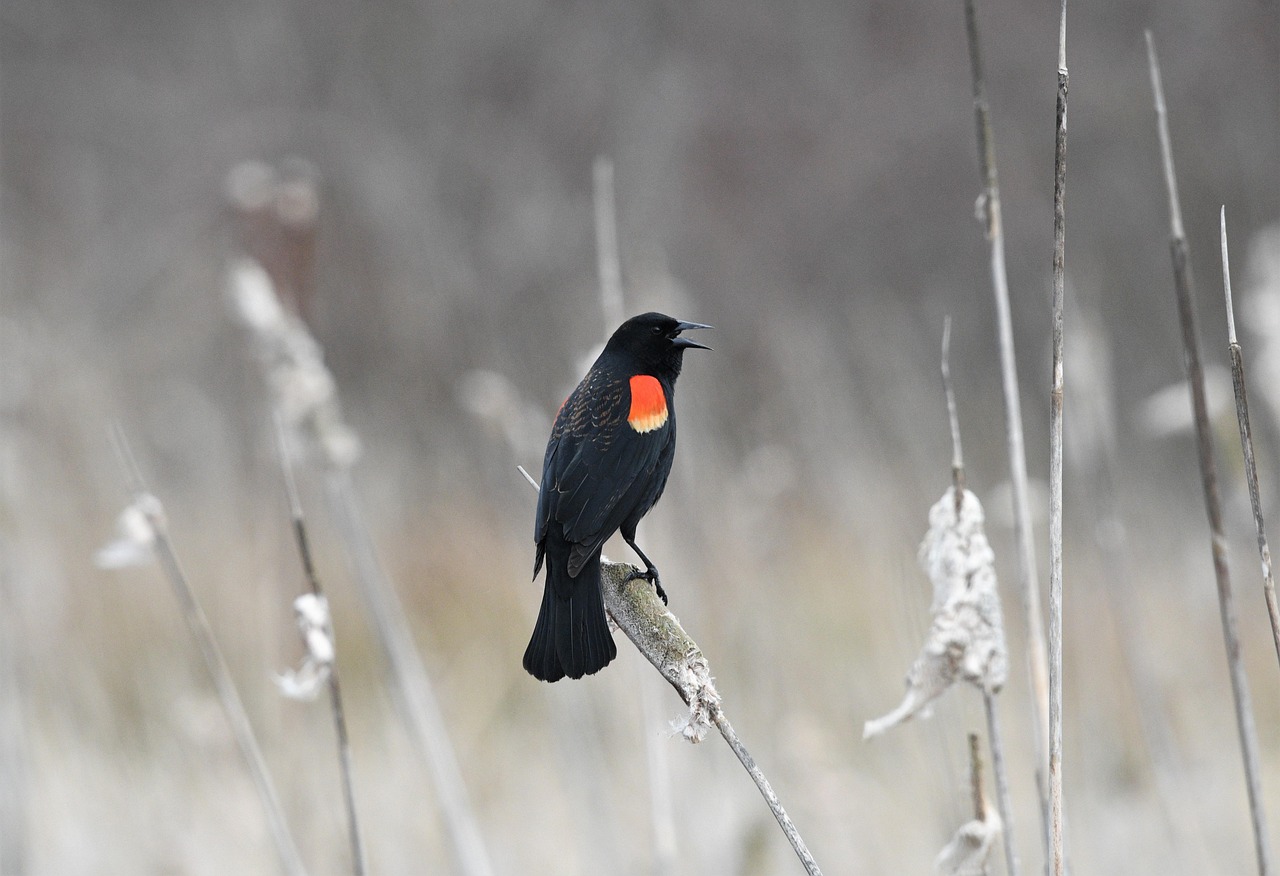 Red-winged Blackbird (FIRST Sighted)
